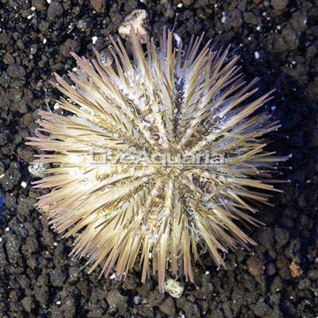 Pincushion Urchin