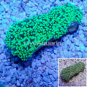 Frogspawn Coral Australia