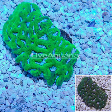 Maze Brain Coral Indonesia