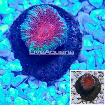 LiveAquaria® Cultured Acan Lord Coral