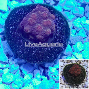 LiveAquaria® Cultured Ultra Chalice Coral