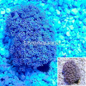 Goniopora Coral Indonesia