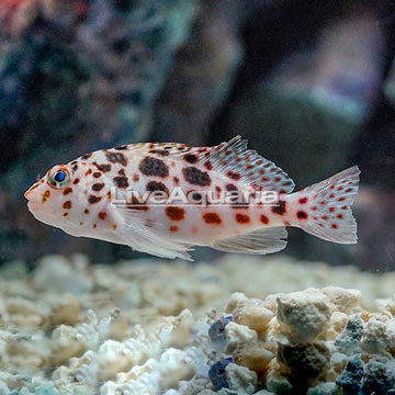 Spotted Pixie Hawkfish