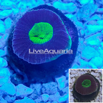 LiveAquaria® Cultured Goniastrea Coral