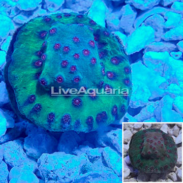 LiveAquaria® Cultured Cyphastrea Frag