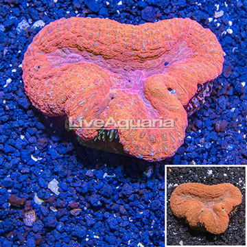 Lobed Brain Coral Fiji