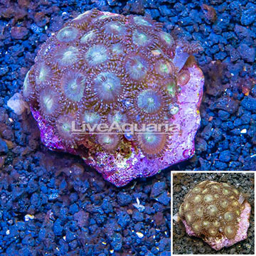 Zoanthus Coral Indonesia