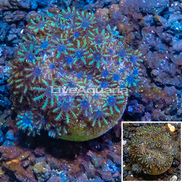 LiveAquaria® Cultured Sympodium Polyps