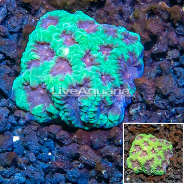 LiveAquaria® Cultured Favia Coral