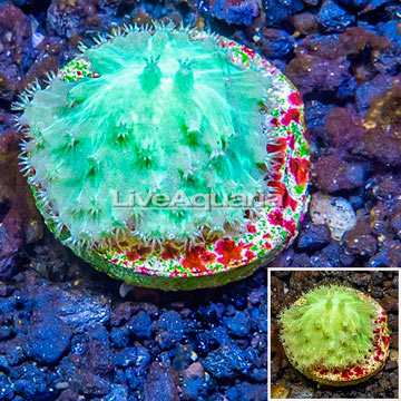 LiveAquaria® Cultured Green Cabbage Leather Coral