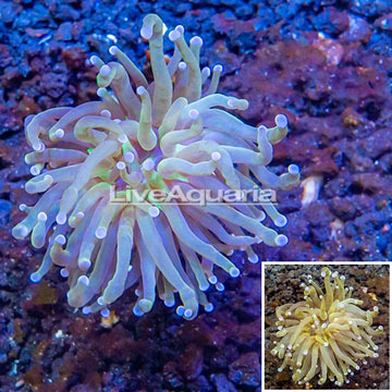 LiveAquaria® Cultured Torch Coral