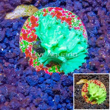 LiveAquaria® Cultured Green Cabbage Leather Coral