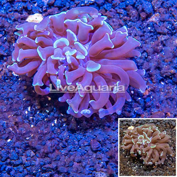 LiveAquaria® Cultured Hammer Coral