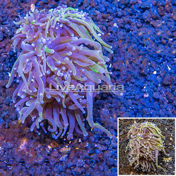 LiveAquaria® Cultured Torch Coral