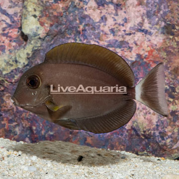 Epaulette Surgeonfish