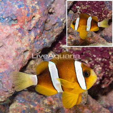 Clarkii Clownfish