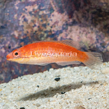 Longfin Fairy Wrasse