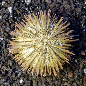 Pincushion Urchin