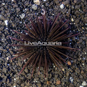 Rock Boring Urchin