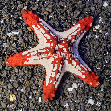 Red Knob Sea Star