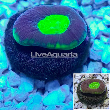 LiveAquaria® Cultured Goniastrea Coral