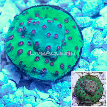 LiveAquaria® Cultured Cyphastrea Frag