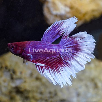 Halfmoon Betta, Male