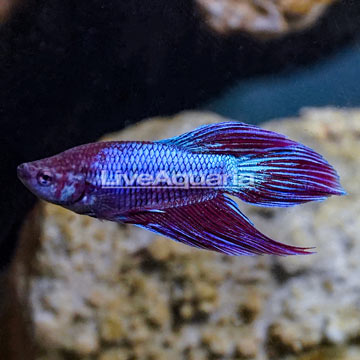 Veiltail Betta, Male