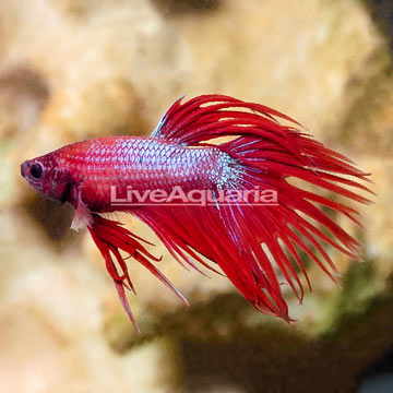 Crowntail Betta, Male