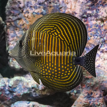 Sailfin Tang, Desjardini