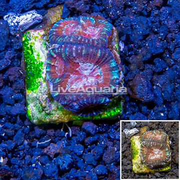 LiveAquaria® Cultured Favia Coral