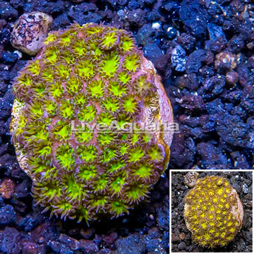 LiveAquaria® Cultured Leptastrea Coral