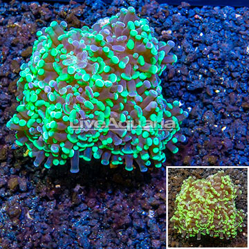 LiveAquaria® Cultured Hammer Coral