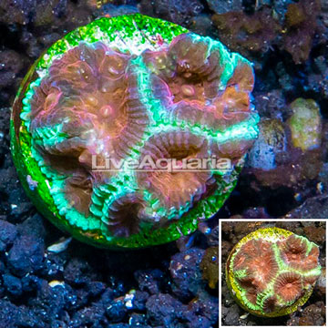 LiveAquaria® Cultured Favia Coral