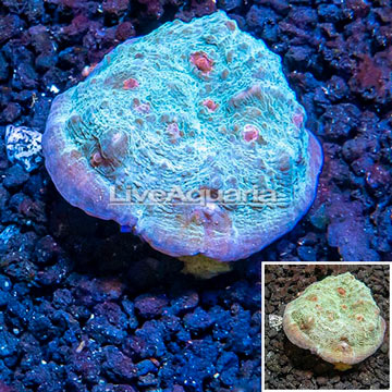 LiveAquaria® Cultured Ultra Chalice Coral