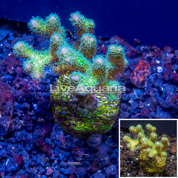 LiveAquaria® Cultured Green Pocillopora Coral