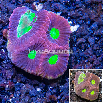 LiveAquaria® Cultured Goniastrea Brain Coral