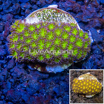 LiveAquaria® Cultured Leptastrea Coral