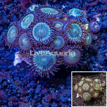 LiveAquaria® Cultured Zoanthus Coral