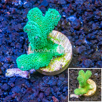 LiveAquaria® Cultured Stylophora Coral