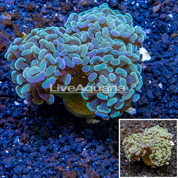 LiveAquaria® Cultured Hammer Coral