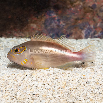 Arc-eye Hawkfish 