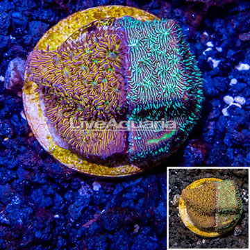 LiveAquaria® Cultured Orange/Gold Psammocora Coral