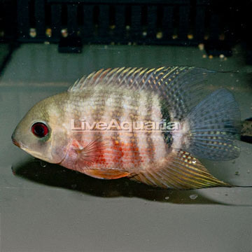  Severum Cichlid