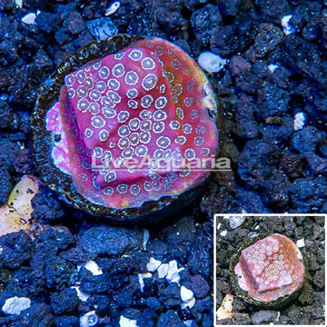  USA Cultured Darth Maul Porites Frag Coral 