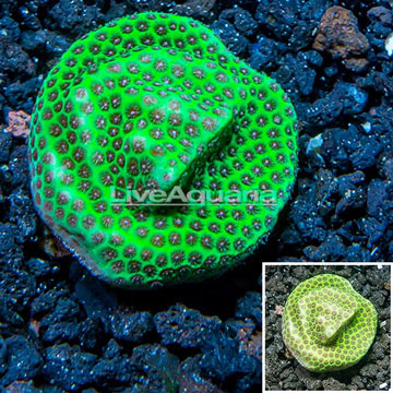 USA Cultured Jolly Green Giant Porites Frag