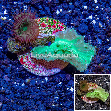 LiveAquaria® Cultured Green Cabbage Leather Coral & Protopalythoa Polyp Combo Frag