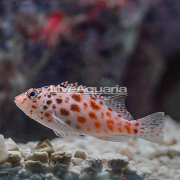 Spotted Pixie Hawkfish