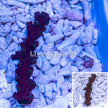 Tube Coral, Black 