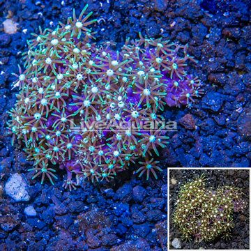 Starburst Polyps Indonesia